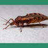 Implicaciones Cardiológicas de un Decenio de Seguimiento en el Mayor Brote de Enfermedad de Chagas Oral